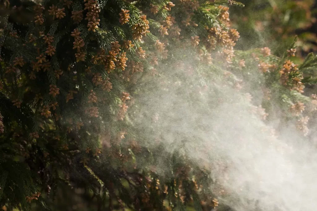 秋にも花粉症はありますか？