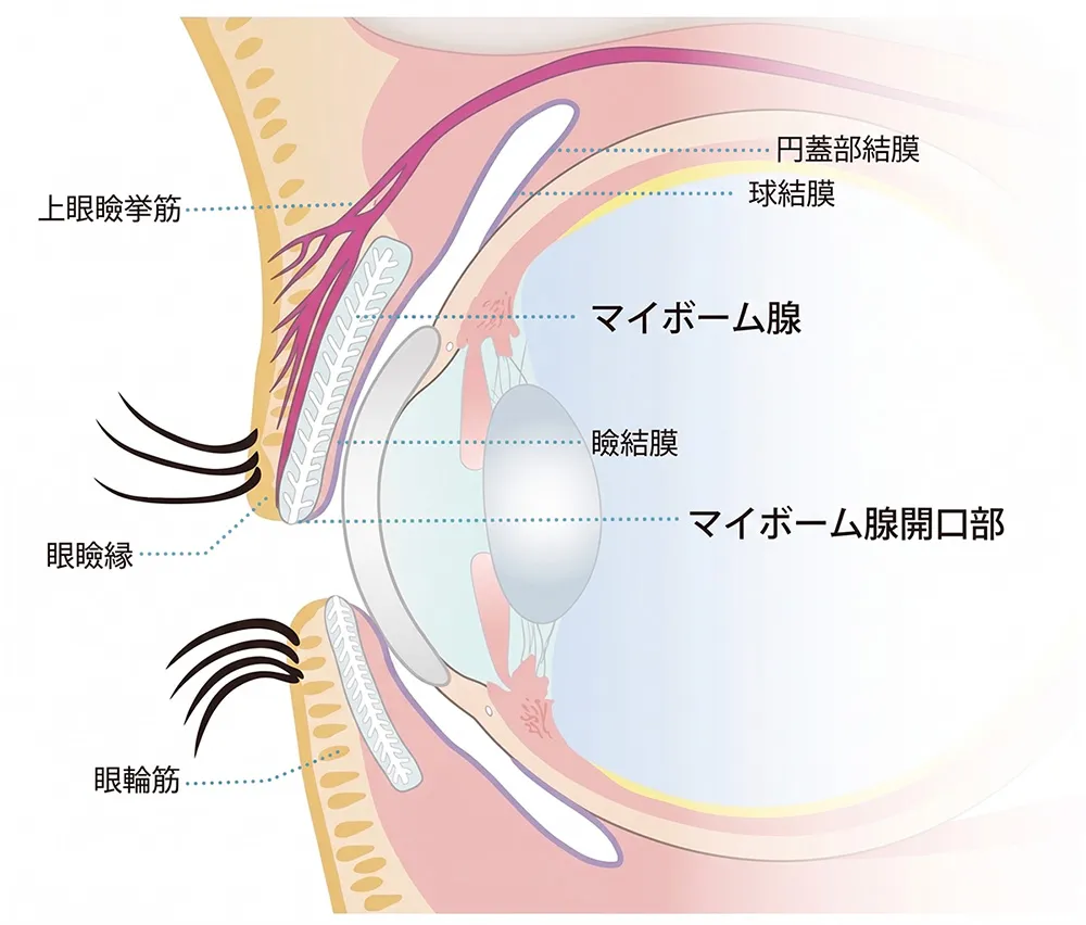 目の仕組み：マイボーム腺